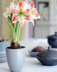 Flower plant