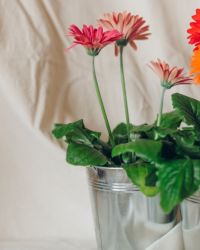Flower Plant