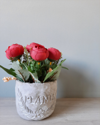 Rose plant