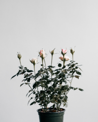 Flower Plant