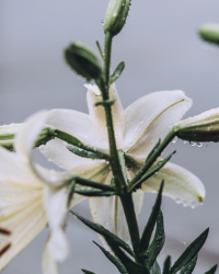 Lilly plant