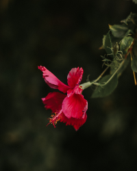 Hibiscus plant