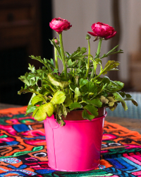 Rose plant