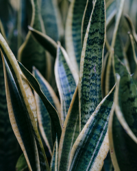 Snake plant