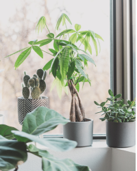 plant