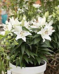 Lilly plant